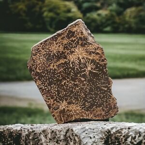 Large‎ Chunk of Starburst Chrysanthemum Rhyolite 10.4oz